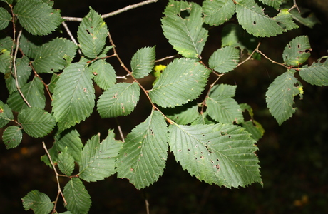Flatterulme (Ulmus laevis) - © Emanuel Trummer